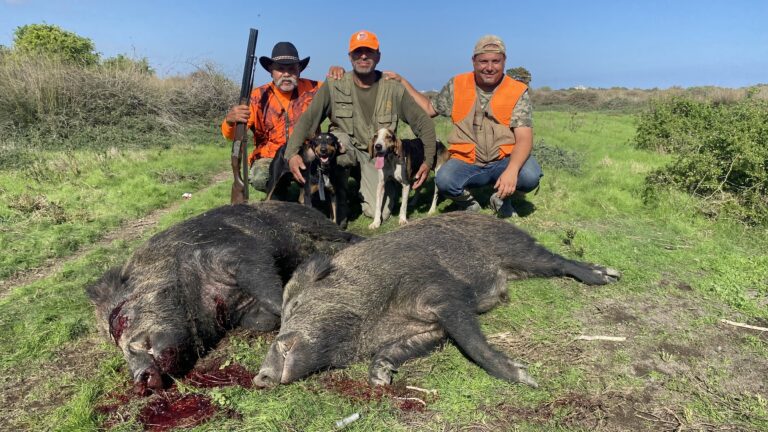 Séjour de chasse au sanglier Tunisie